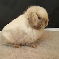 Image result for Cute Holland Lop Bunnies