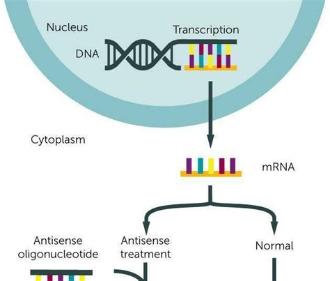 what are oligo nucleotydes - Brainly.in