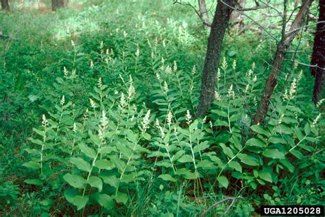 False solomon's seal - Invasive Species Council of British Columbia