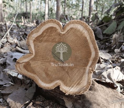 Gallery of Tissue Culture Teak Process - TruTeak