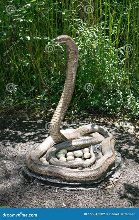 Angry Cobra Protecting Her Nest Stock Photo - Image of angry, amazing: 155843302