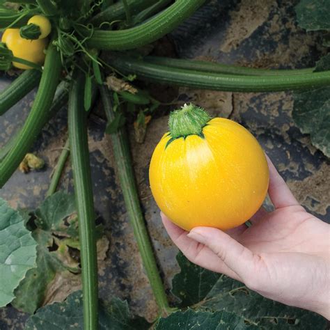 Amazon.com : CHUXAY GARDEN Yellow Eight Ball Squash Seed,Zucchini,Round ...