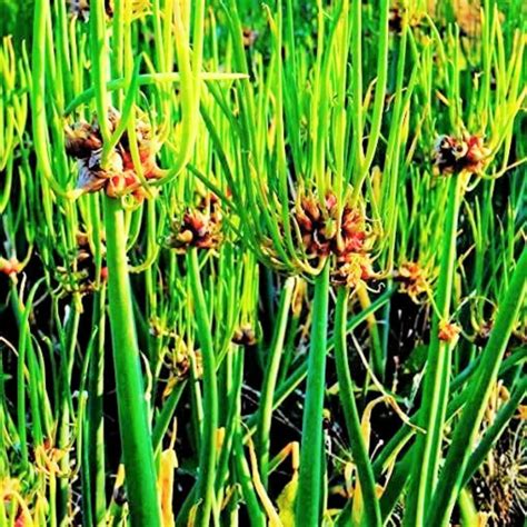 Amazon.com : 10 Fresh Walking Onion Plant Live for Planting Outdoors ...