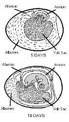 Chick Embryo Development 的图像结果