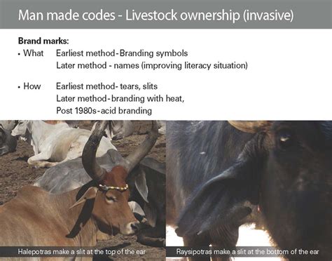 D'source Case Study - Slide Show | Non-Verbal Codes of Communication ...