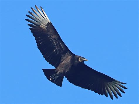 Turkey Vulture In Flight