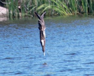 Image result for Bird Addiction Animation