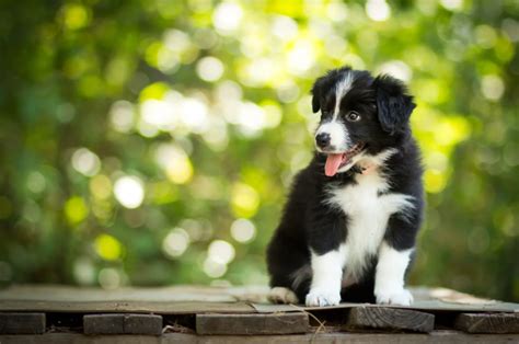 7 Trustworthy Border Collie Breeders In Florida