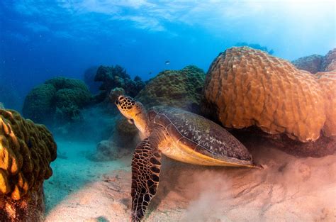 turtle - Great Barrier Reef Liveaboards