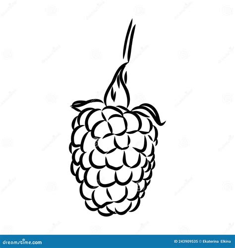 Image result for Raspberry Branch Line Drawing