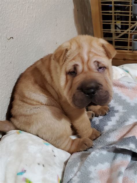 Chinese Shar Pei Puppies For Sale | Maryvale Village, AZ #317758