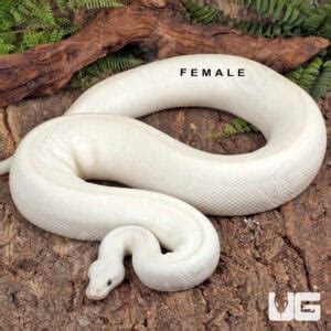 Image result for Leucistic Ball Python