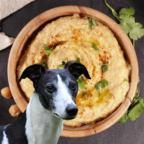 Can Dogs Eat Hummus