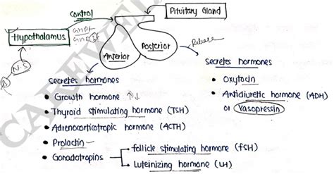 Human Anatomy And Physiology 2 Unit 4 Notes - 2nd Semester B Pharmacy ...