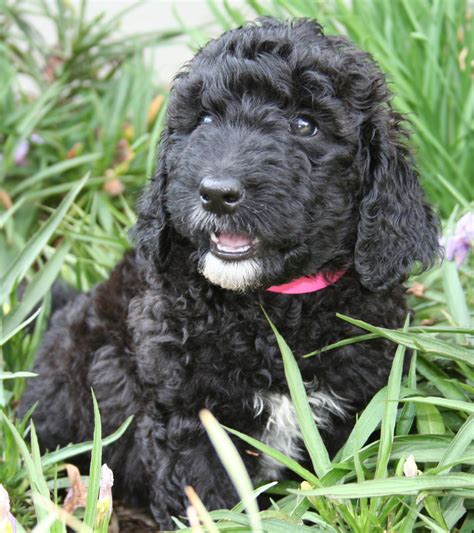 English Goldendoodle Black