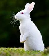 Image result for Pet Rabbits Animal