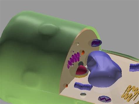 Plant Cell 3d Unlabeled