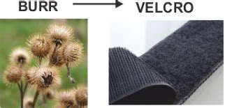 Biomimicry and sustainable design Flashcards | Quizlet