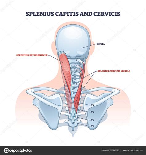 Splenius capitis and cervicis muscle location in human neck outline ...