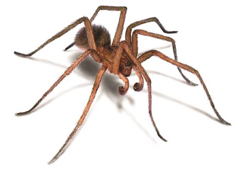 Hobo Spider Oregon Spiders