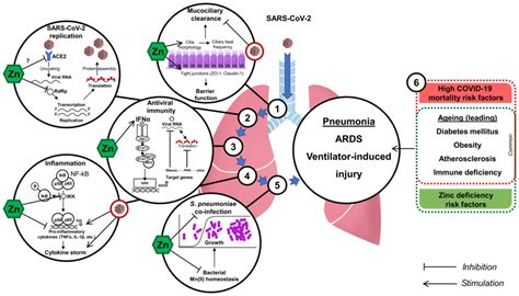 International Journal of Molecular Medicine