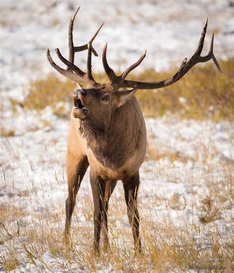 Colorado Elk Photos Rocky Mountain National Park Wildlife Photography