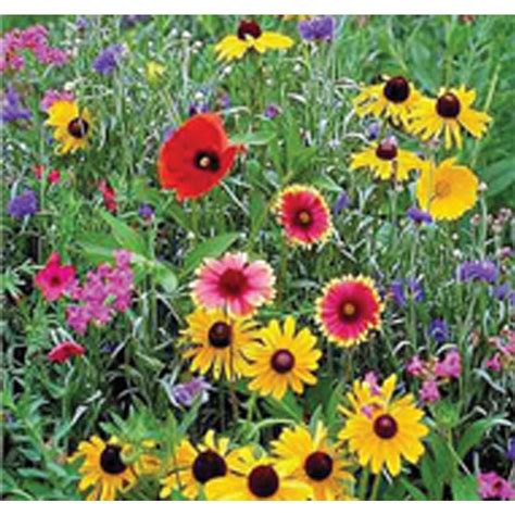 Wildflower Seeds