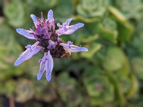 Coleus Canina Scaredy Cat