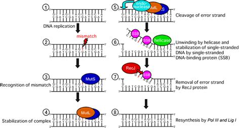 Single-Stranded Binding Protein 的图像结果