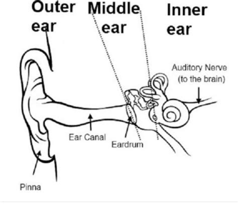 Draw a neat labelled diagram of human ear - Brainly.in