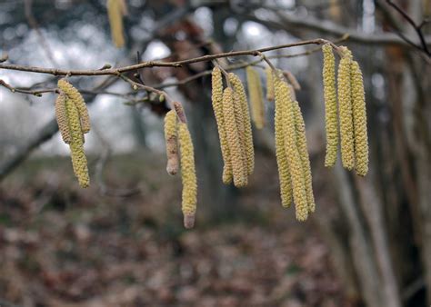 Image result for Hazelnut Hazel Tree
