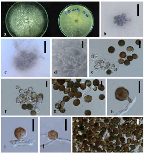 Multigene Phylogeny Reveals Endophytic Xylariales Novelties from ...