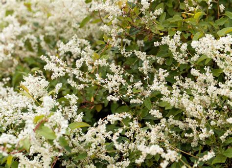 10 Fast-Growing Vines to Grow in Your Garden