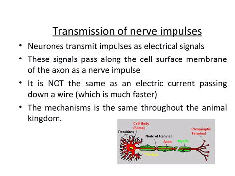 Transmission of nerve impulses | PPT