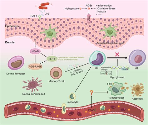 Frontiers | Research progress on the mechanism by which skin macrophage dysfunction mediates ...