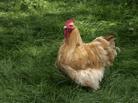 The Top 10 Friendliest Chicken Breeds