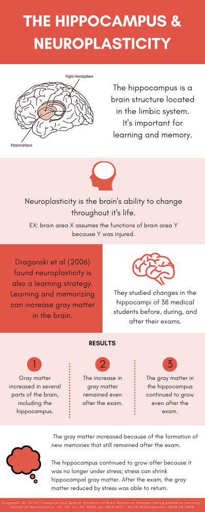 Image result for Neuroplasticity Exercises