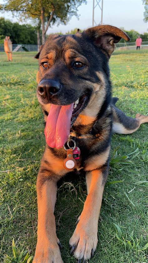 Siberian Husky Mixed With Rottweiler