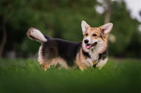 Corgi with Tail: A Delightful Breed of Canine Companion