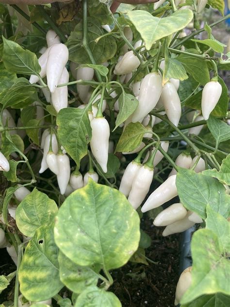 White Pepper Plant Gardens + Insects: Leaves Turning White And Papery
