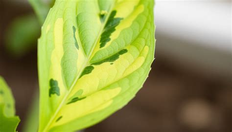 Uneven Leaf Colour: The Telltale Sign of Poor Soil – Idyl