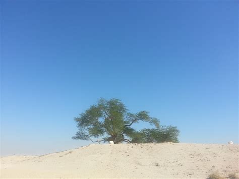 The Tree Of Life, Bahrain | Naptural Born Traveller