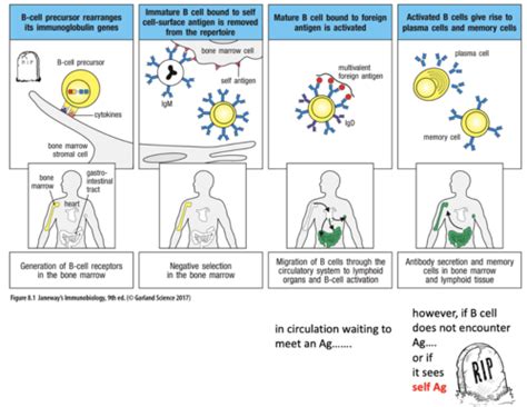 Image result for Lymphocyte Precursor