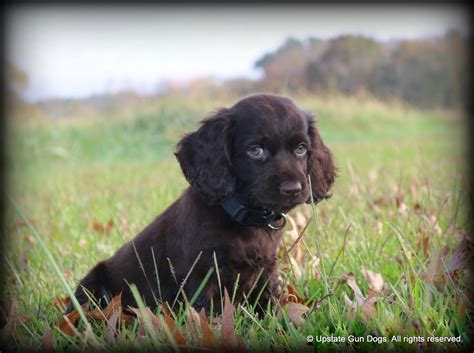 Boykin Spaniel Puppies – Boykin Spaniels and other Gun Dogs Available ...