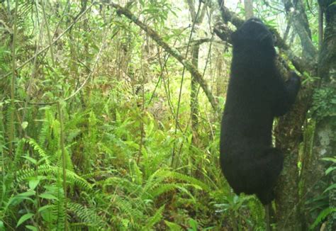 Identifican grupo poblacional de Oso de Anteojos en zona rural de Neiva ...