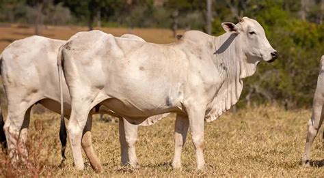 Vacas de pastoreo en regiones tropicales sufren restricción de ...