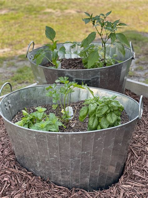 Container Herb Garden For Beginners