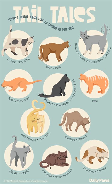 Why do cats wag their tails here s what your feline is trying to tell you – Artofit