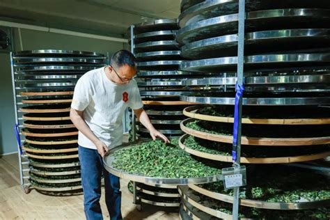 松溪：新技术助力九龙大白茶产业发展 -要闻 -松溪新闻网