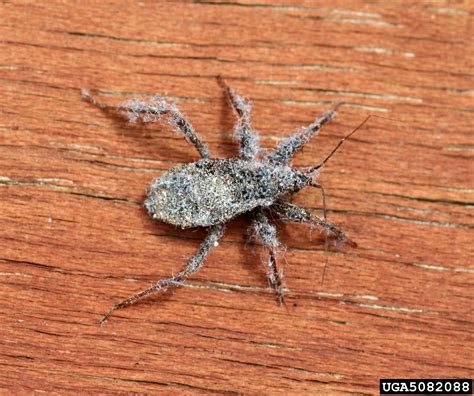 masked hunter (Reduvius personatus (Linnaeus))